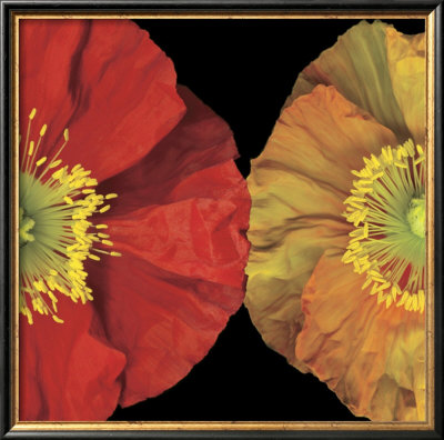 Red And Yellow Poppy I by Pip Bloomfield Pricing Limited Edition Print image