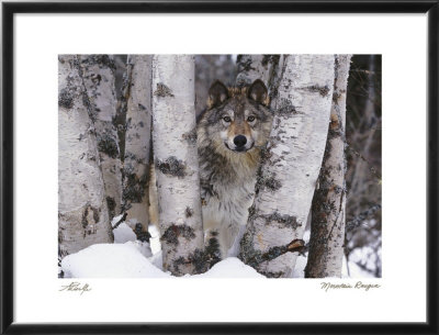 Mountain Ranger by Art Wolfe Pricing Limited Edition Print image
