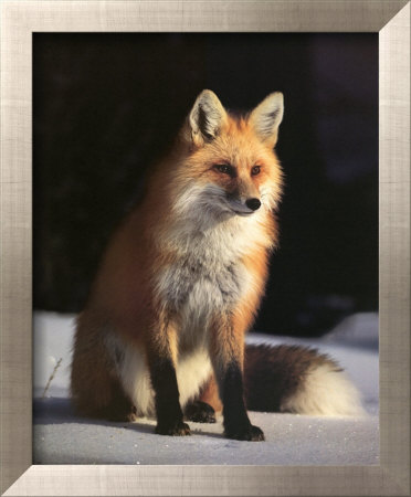 Fox And Winter Coat by Peter Beneyfield Pricing Limited Edition Print image