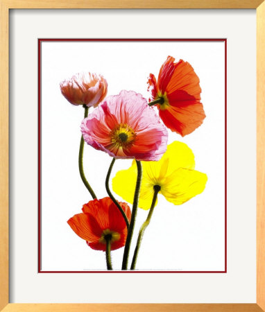 Multi-Colored Poppies by Cédric Porchez Pricing Limited Edition Print image