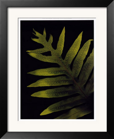 Spotted Fern by Rosemarie Stanford Pricing Limited Edition Print image