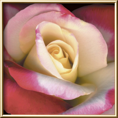 Blush Rose by Pip Bloomfield Pricing Limited Edition Print image