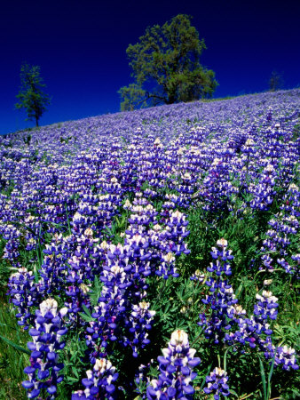 Lupines In Spring, Napa Valley, United States Of America by Jerry Alexander Pricing Limited Edition Print image