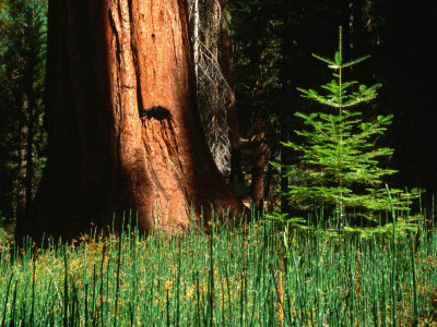 Young Fir Tree Next To Sequoia Tree, Mariposa Grove, Mariposa, Usa by Cheryl Conlon Pricing Limited Edition Print image