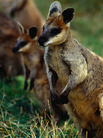 Rock Wallabies (Petrogale Xanthopus) At Gorge Wildlife Park, Australia by Chris Mellor Pricing Limited Edition Print image