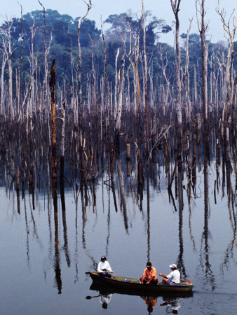 Amazon River: The Selvacide Of Trees In The Rodonia Region Of Brazil, Brazil by John Maier Jr. Pricing Limited Edition Print image