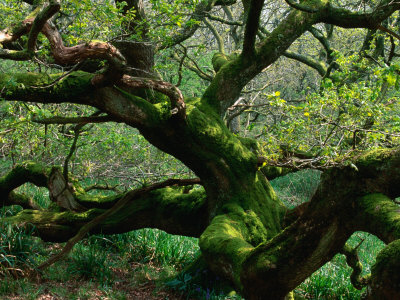 Gnarled English Oak (Quercus Robur), United Kingdom by Nicholas Reuss Pricing Limited Edition Print image