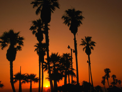 Palm Trees On Venice Beach Silhouetted Against Sunset, Los Angeles, California, Usa by Dallas Stribley Pricing Limited Edition Print image