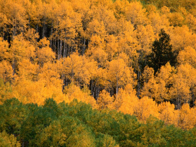 Autumn Colors In The Aspen Forests Of Castle Creek Canyon In The Snowmass Wilderness, Colorado by Greg Gawlowski Pricing Limited Edition Print image
