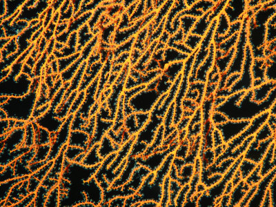 Fire Coral In Red Sea, Saudi Arabia by Chris Mellor Pricing Limited Edition Print image