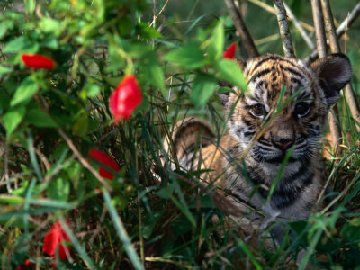 Phet, The Indo-Chinese Tiger, Also Known As Corbett's Tiger, Luang Prabang,Laos by Juliet Coombe Pricing Limited Edition Print image