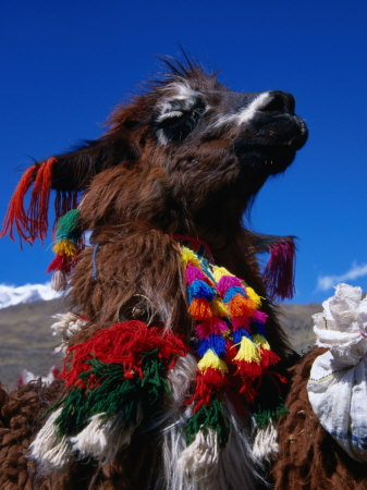Decorated Llama Near Pacchanta, Pacchanta, Cuzco, Peru by Grant Dixon Pricing Limited Edition Print image