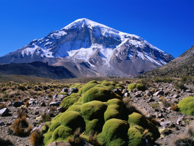 Yareta (Cushion Plant) In Front Of Nevado Sajarma Peak, Sajama National Park, Oruro, Bolivia by Grant Dixon Pricing Limited Edition Print image