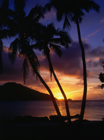 Silhouetted Palm Trees At Sunset, Fiji by Manfred Gottschalk Pricing Limited Edition Print image