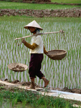 Farm Worker In Rice Paddy, Vietnam by Pershouse Craig Pricing Limited Edition Print image