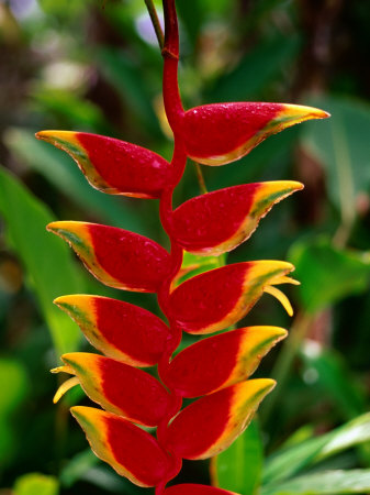 A Lobster Claw Heliconia In A Tropical Garden, Hawaii, Usa by Ann Cecil Pricing Limited Edition Print image
