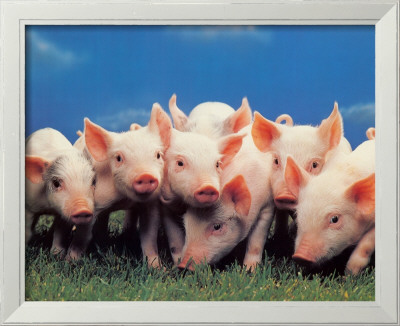 Baby Piggies by Ron Kimball Pricing Limited Edition Print image
