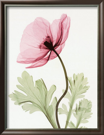 Iceland Poppy Ii by Steven N. Meyers Pricing Limited Edition Print image