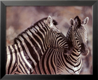 Zebras by Robert Winslow Pricing Limited Edition Print image
