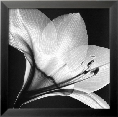 Amaryllis I by Steven N. Meyers Pricing Limited Edition Print image
