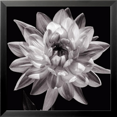 White Dahlia I by Caroline Kelly Pricing Limited Edition Print image