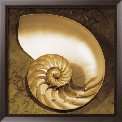 Chambered Nautilus by Caroline Kelly Pricing Limited Edition Print image