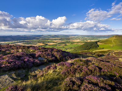 The Cleveland Way, Flanked By Heather, On Busby Moor, North Yorkshire Moors, Yorkshire, England, Un by Lizzie Shepherd Pricing Limited Edition Print image