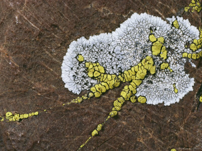 Close View Of Lichens Growing On A Rock by Sylvia Sharnoff Pricing Limited Edition Print image