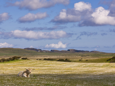 Highland Cow In A Field Of Buttercups And Clover On The Hebridean Island Of Islay, Isle Of Islay, H by Lizzie Shepherd Pricing Limited Edition Print image