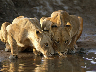 Lionesses Drinking Along The Savuti Channel by Beverly Joubert Pricing Limited Edition Print image
