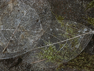 Close View Of Delicate Pacific Madrone Leaf Skeletons by Sylvia Sharnoff Pricing Limited Edition Print image