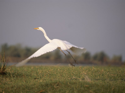 A White Egret Takes Off In Flight by Beverly Joubert Pricing Limited Edition Print image