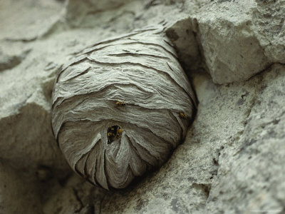 Close View Of A Wasp Nest Attached To Rock by Stephen Sharnoff Pricing Limited Edition Print image