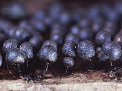 A Slime Mold Sporangia Of The Genus Lamproderma, On Dead Wood by Stephen & Sylvia Sharnoff & Duran Pricing Limited Edition Print image