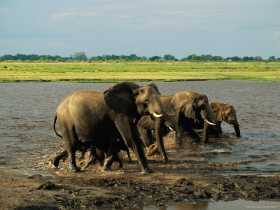 African Elephants Running Through Water by Beverly Joubert Pricing Limited Edition Print image