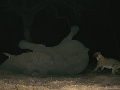 Lion Attacks A Stricken Bull Elephant At A Water Hole by Beverly Joubert Pricing Limited Edition Print image