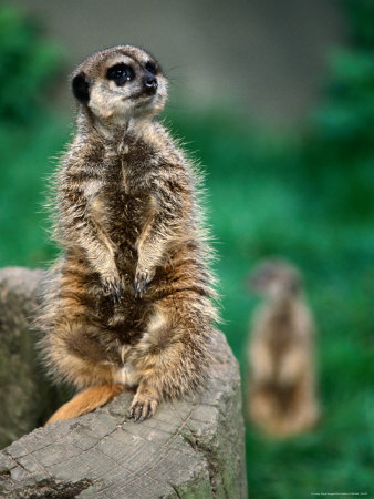 Meerkat On Tree Trunk, United States Of America by Chris Mellor Pricing Limited Edition Print image