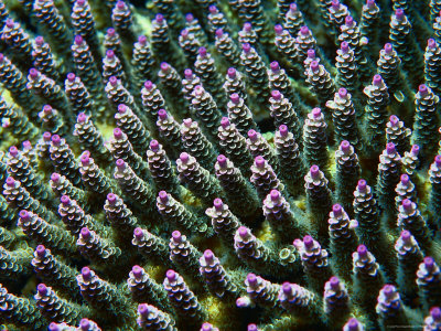 Purple Tips Of Hardcoral (Acropora Sp ), Australia by Michael Aw Pricing Limited Edition Print image