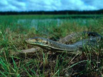 Goanna In Grass, Australia by David Curl Pricing Limited Edition Print image