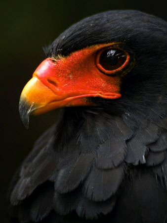 Bataleur Eagle At Umgeni River Bird Park, Kwazulu-Natal, South Africa by Roger De La Harpe Pricing Limited Edition Print image