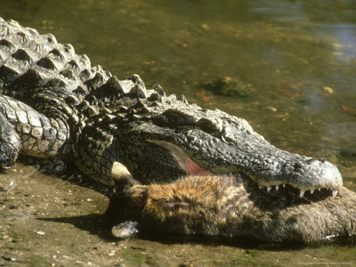 American Alligator, With Raccoon Prey, Florida, Usa by Brian Kenney Pricing Limited Edition Print image