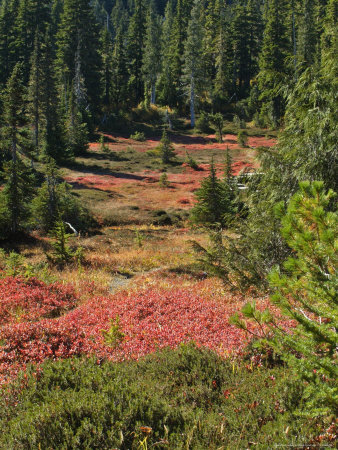 Canada, Bc, Strathcona Provincial Park by Troy & Mary Parlee Pricing Limited Edition Print image