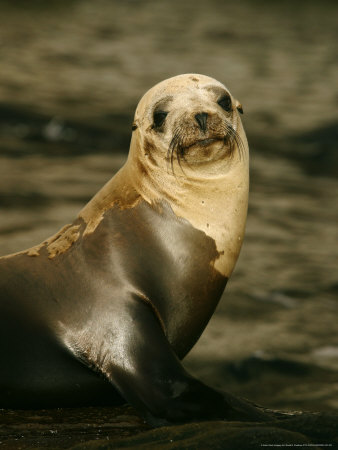 Guadalupe Fur Seal, Guadalupe Island, Mexico by David B. Fleetham Pricing Limited Edition Print image