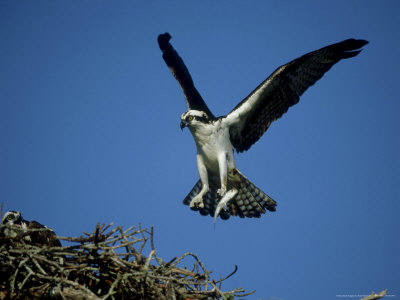 Osprey, Male Landing At Nest With Fish, Florida by Brian Kenney Pricing Limited Edition Print image