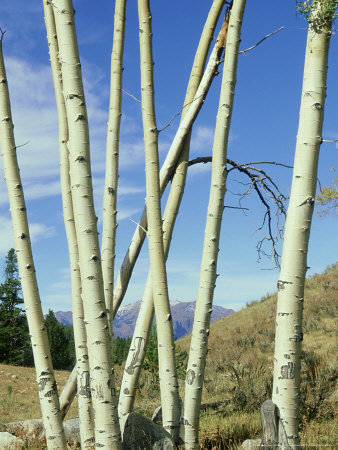 Aspen Trees, Populus Tremula by Gary And Terry Andrewartha Pricing Limited Edition Print image