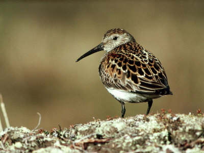 Dunlin, Norway by Tom Leach Pricing Limited Edition Print image