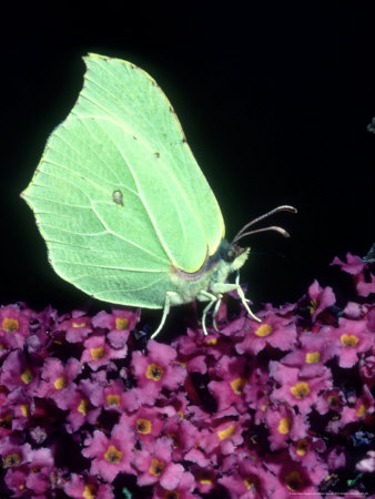 Brimstone Butterfly On Buddleia, Uk by Gordon Maclean Pricing Limited Edition Print image