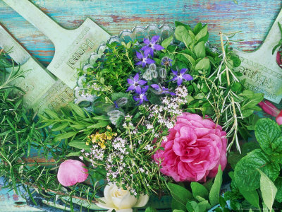 Cut Marjoram, Borage, Golden Thyme, Rock Hyssop, Rosemary, Mint With Paeonia Flower by Linda Burgess Pricing Limited Edition Print image