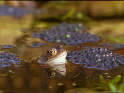 Common Frog, With Spawn by David Boag Pricing Limited Edition Print image