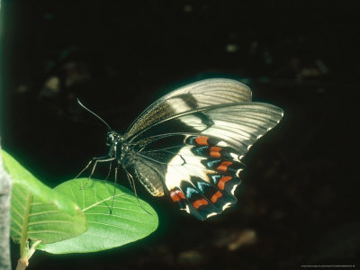 Swallowtail Butterfly At Rest, Australia by David Shale Pricing Limited Edition Print image